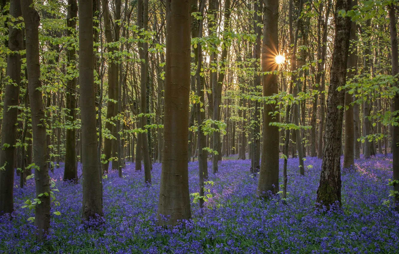 Photo wallpaper forest, the sun, light, trees, flowers, glade, spring, bells