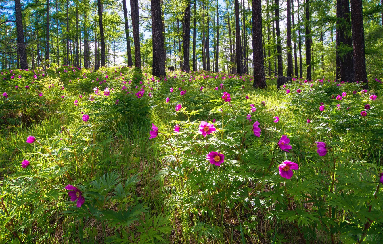 Photo wallpaper forest, flowers, pink, peonies