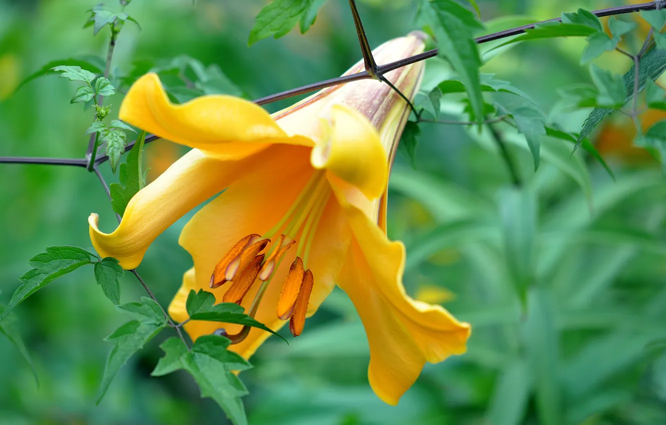 Photo wallpaper leaves, macro, Lily, petals