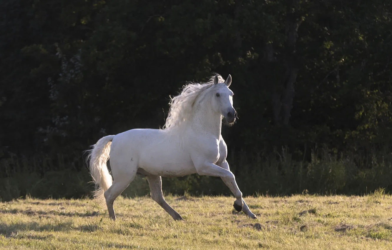 Photo wallpaper white, summer, light, horse, horse, stallion, shadow, meadow
