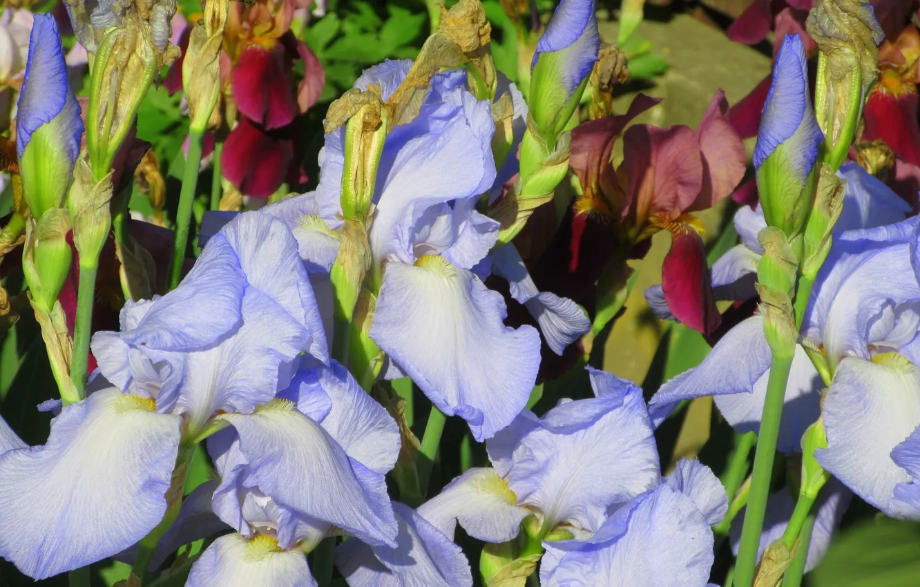 Photo wallpaper flowers, iris, spring 2018, Meduzanol ©