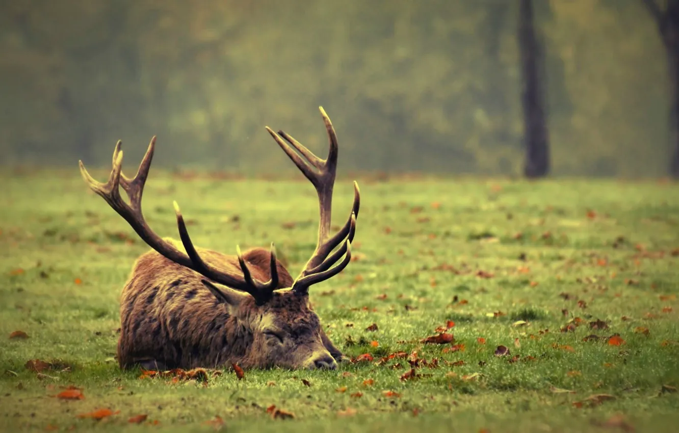 Photo wallpaper leaves, nature, deer, sleeping, horns, weed, selni