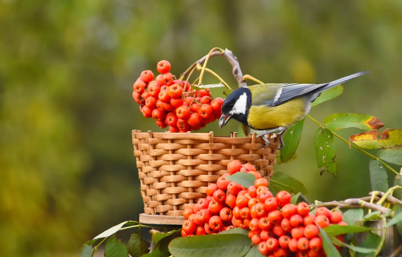 Photo wallpaper autumn, nature, bird, tit