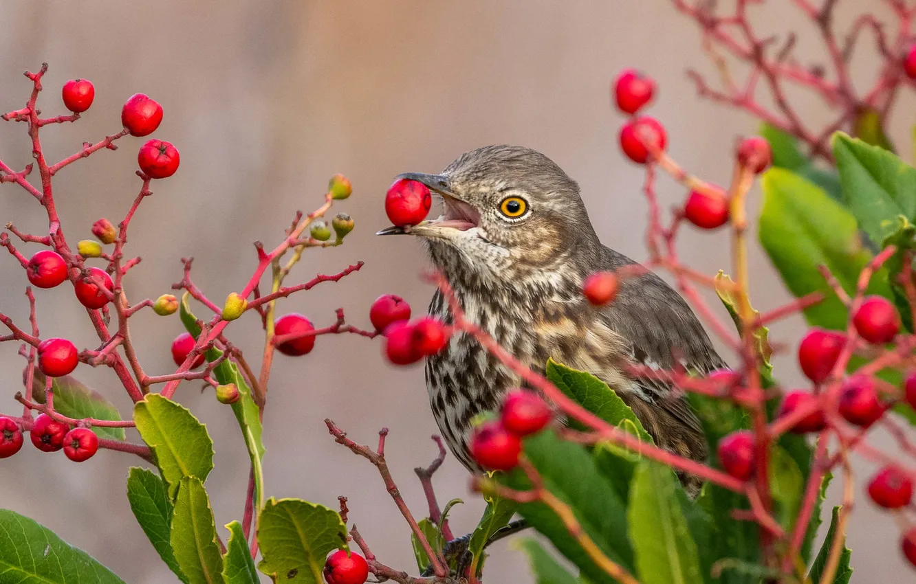 Photo wallpaper a Fieldfare, beak, leaves, berries, bird, Rowan, thrush, fruit