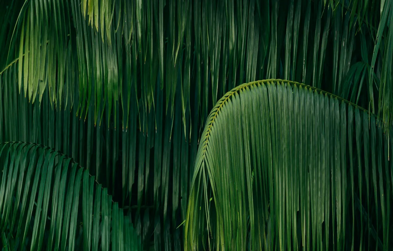 Photo wallpaper leaves, Palma, plant