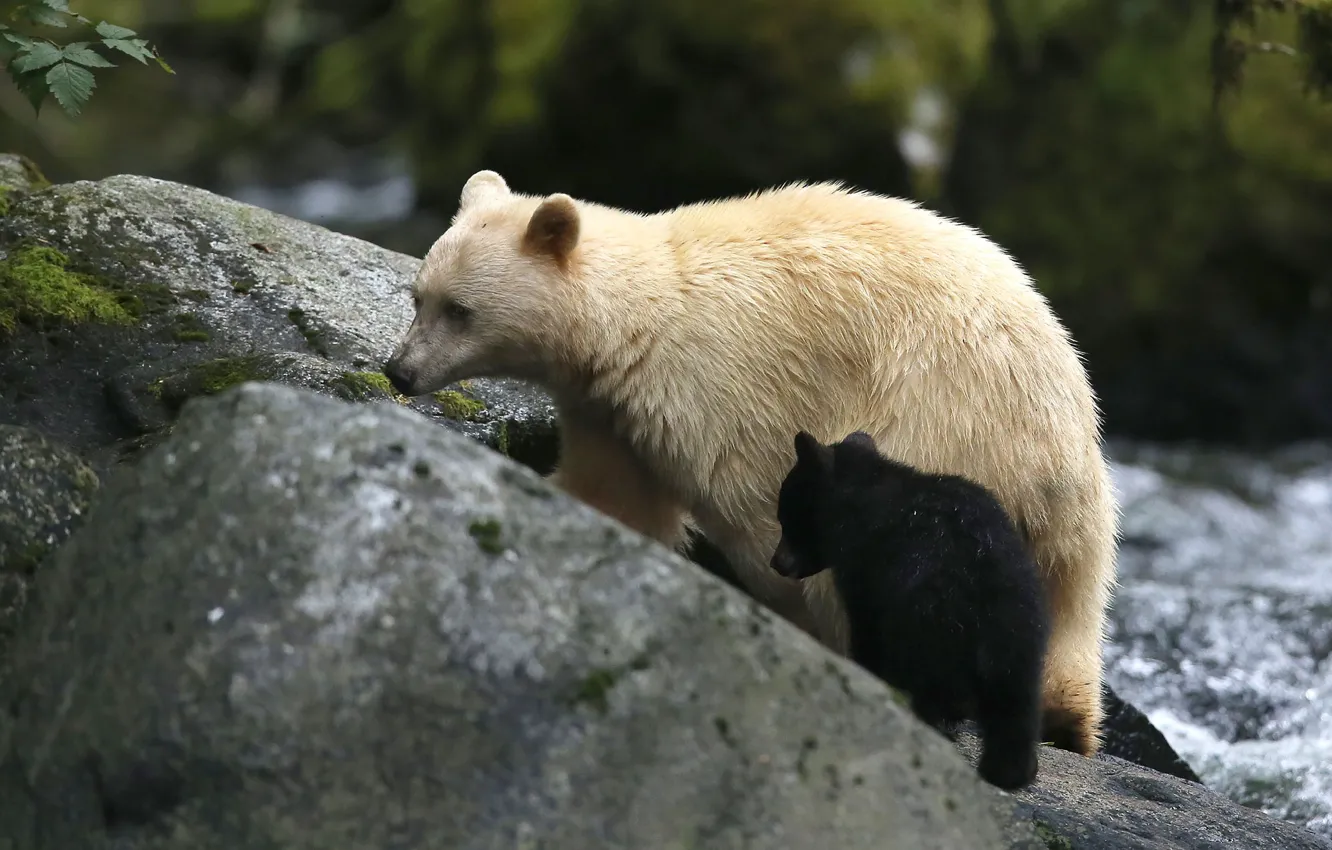 Photo wallpaper British Columbia, animal, wildlife, Black Bear, Kermode bear, Spirit bear