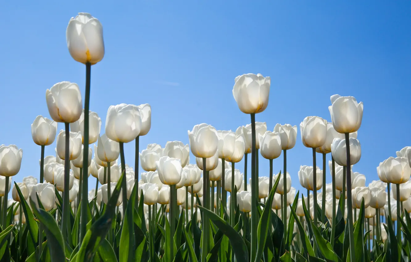 Photo wallpaper flowers, spring, tulips