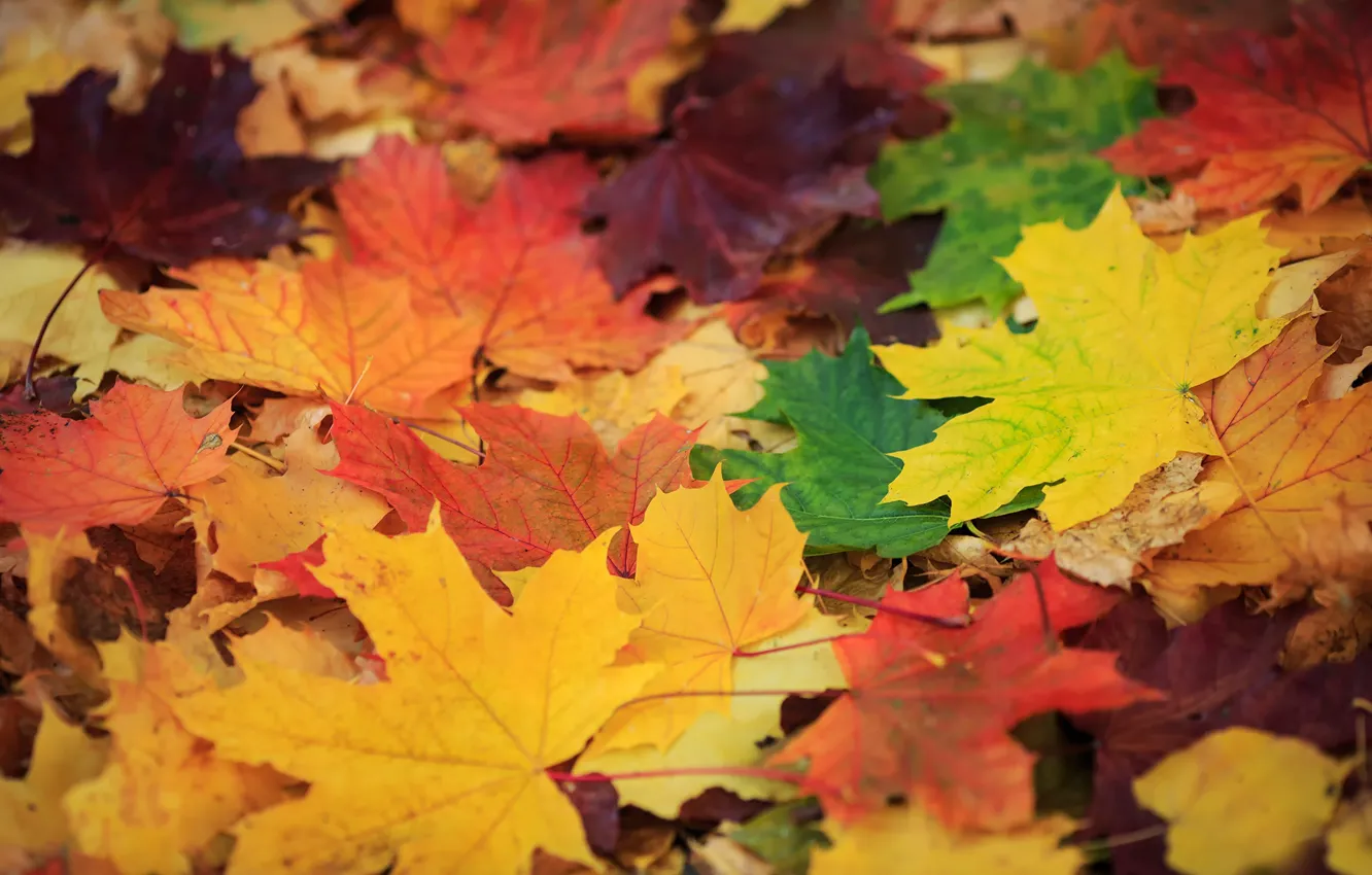 Photo wallpaper leaves, color, Golden autumn