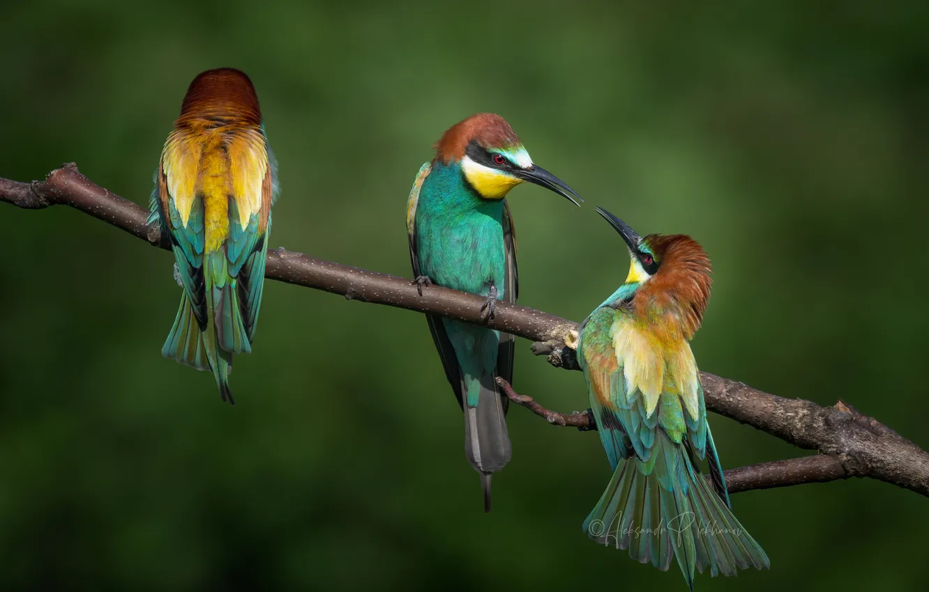 Photo wallpaper birds, bee-eaters, Alexander Plekhanov