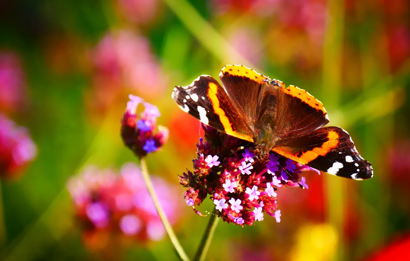Photo wallpaper macro, flowers, butterfly, bright colors, bokeh