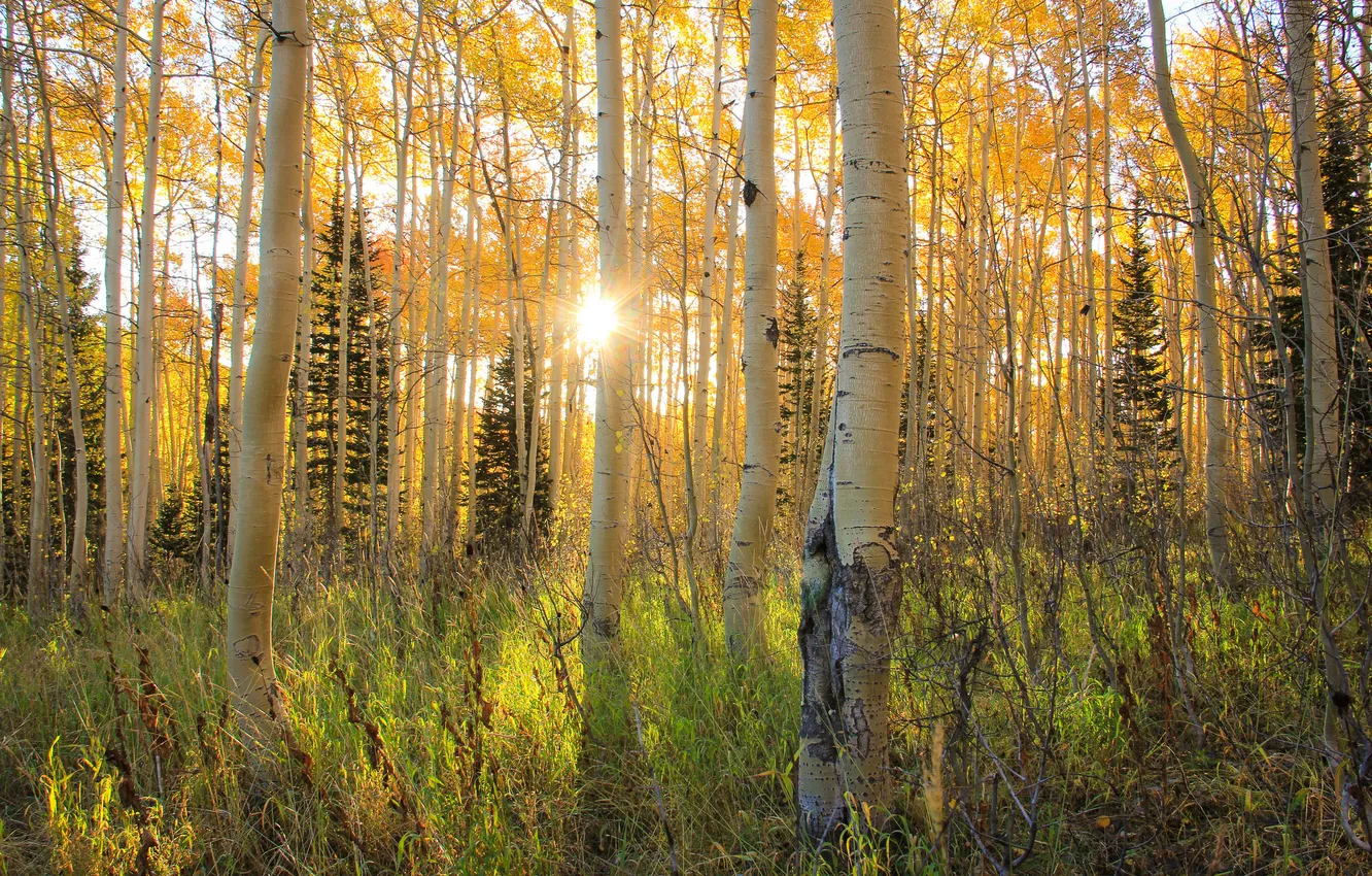 Photo wallpaper autumn, forest, rays, light, grove, aspen