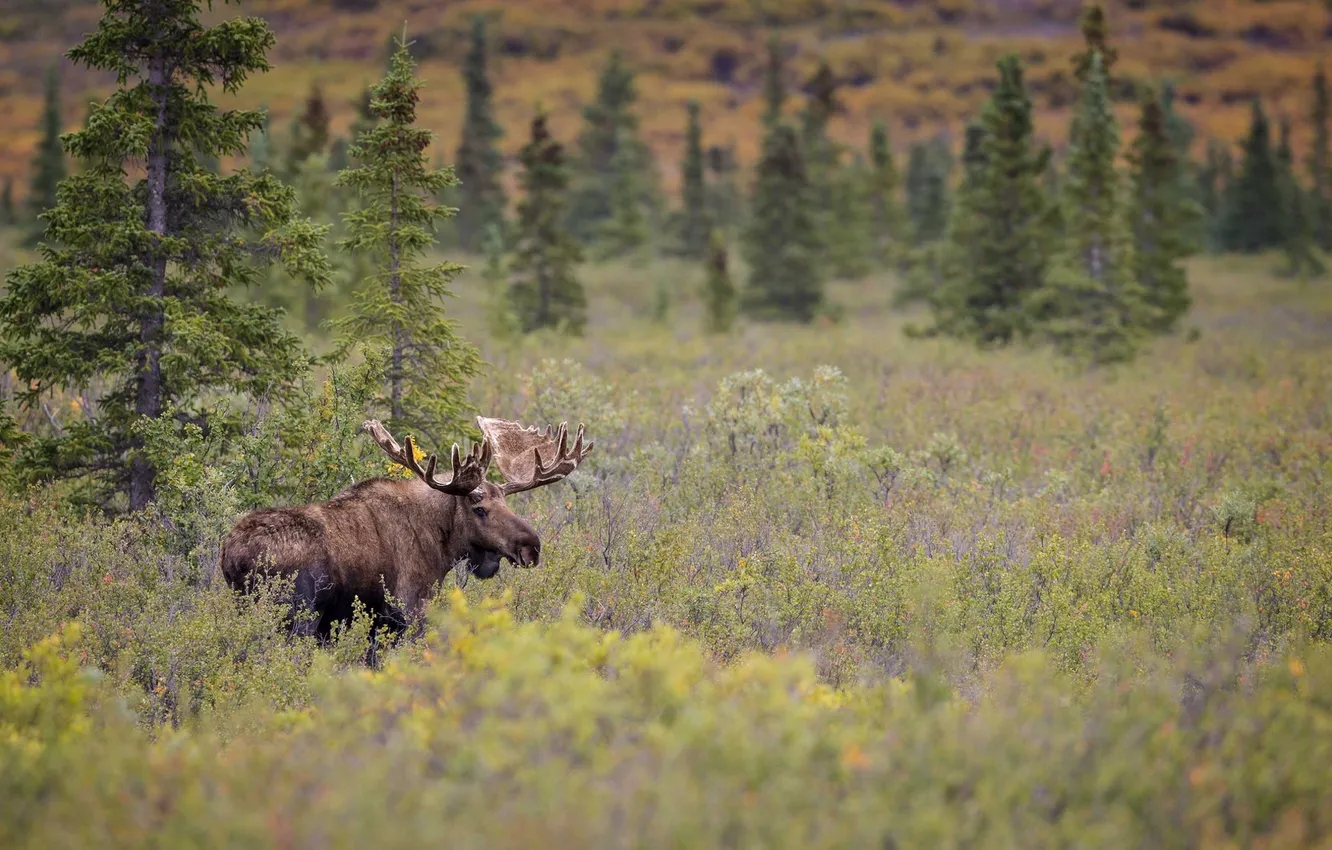 Photo wallpaper forest, meadow, horns, moose, elk