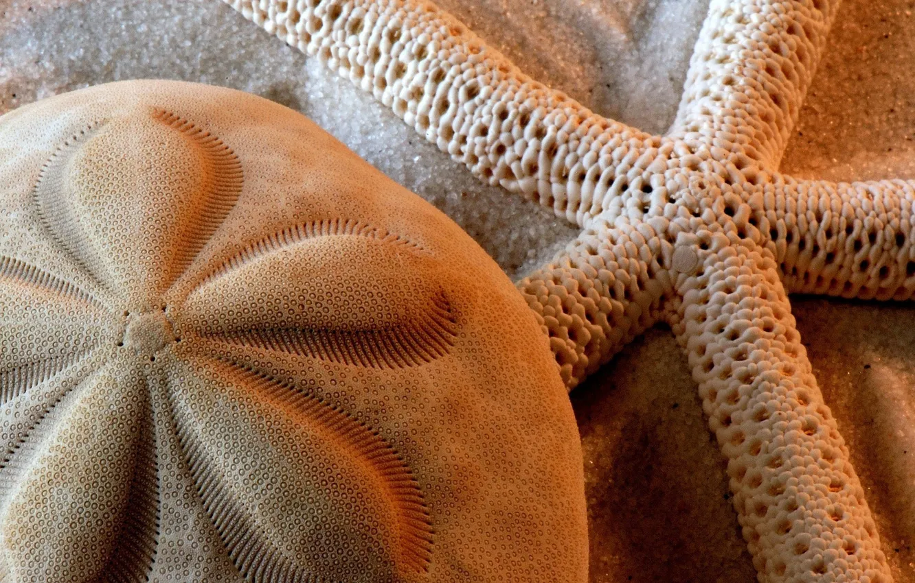 Photo wallpaper nature, corals, shell, starfish