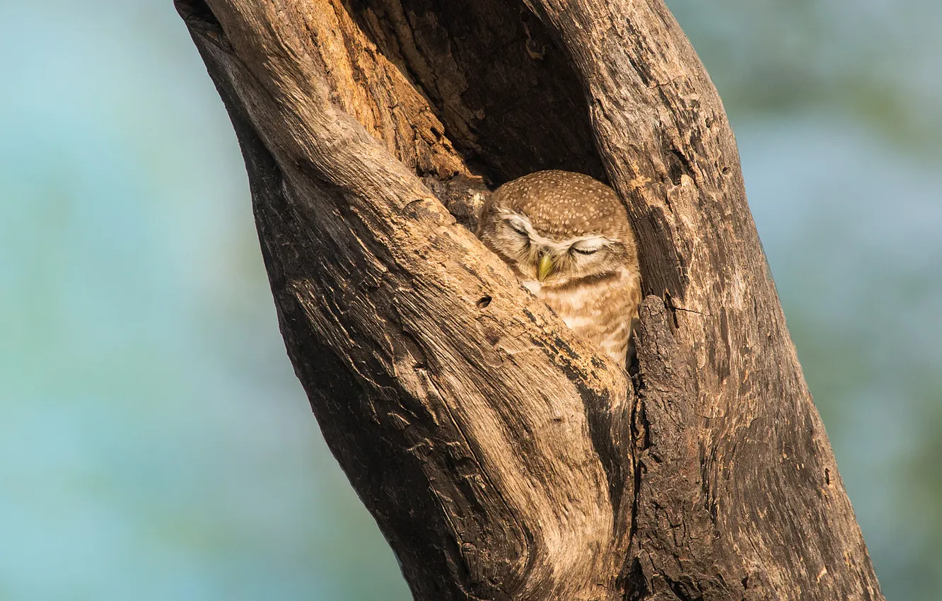 Photo wallpaper trees, background, owl, sleeping, the hollow