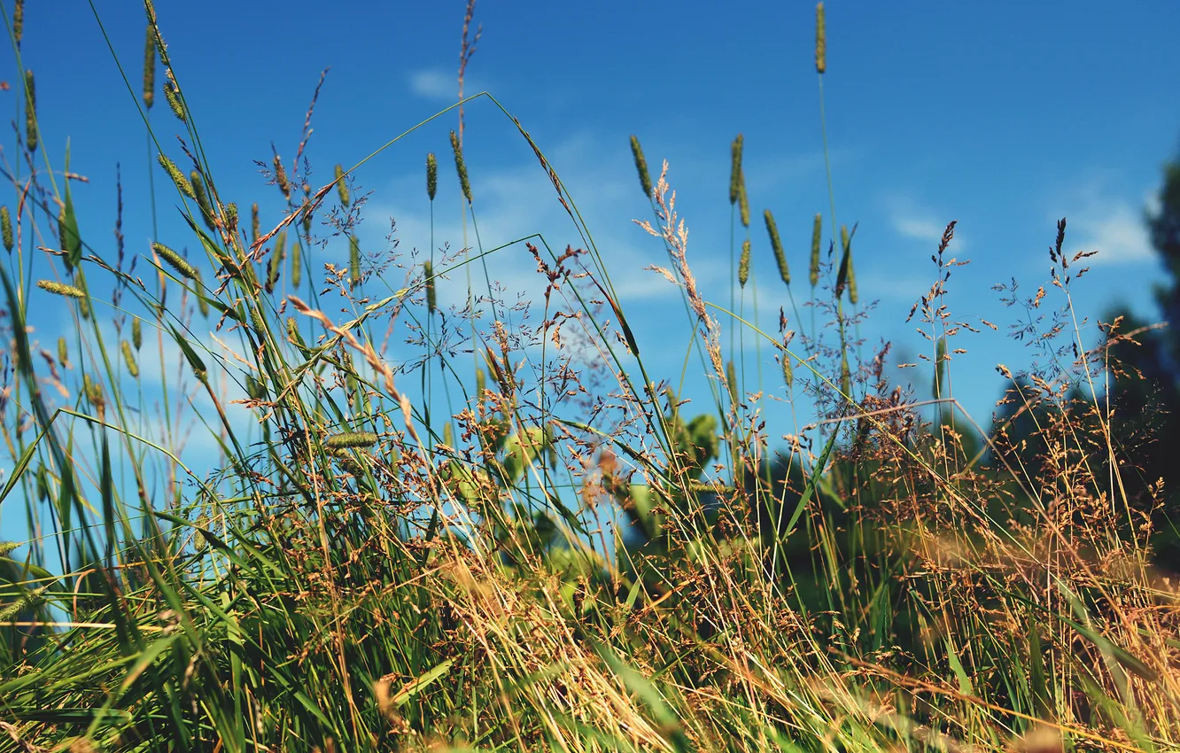 Photo wallpaper summer, grass, hay