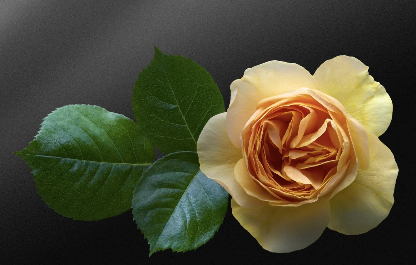 Photo wallpaper background, rose, Bud, leaves, yellow, yellow rose