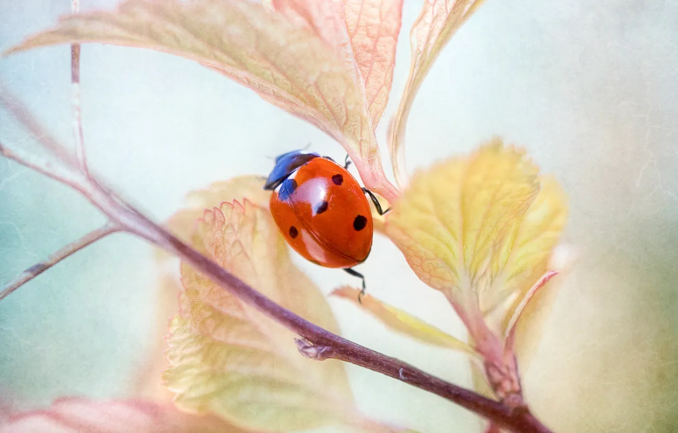 Photo wallpaper macro, ladybug, branch, insect