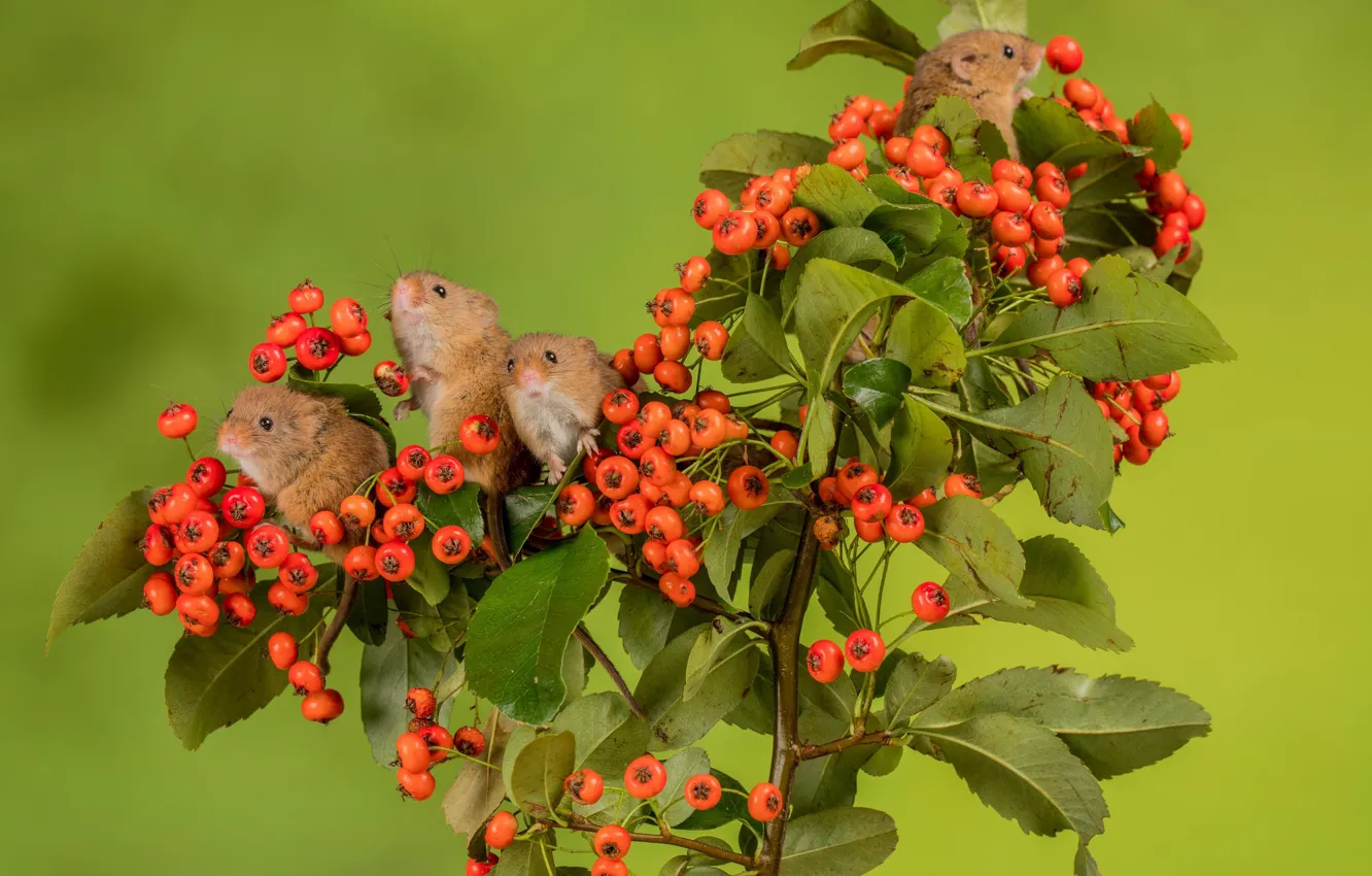 Photo wallpaper berries, background, mouse