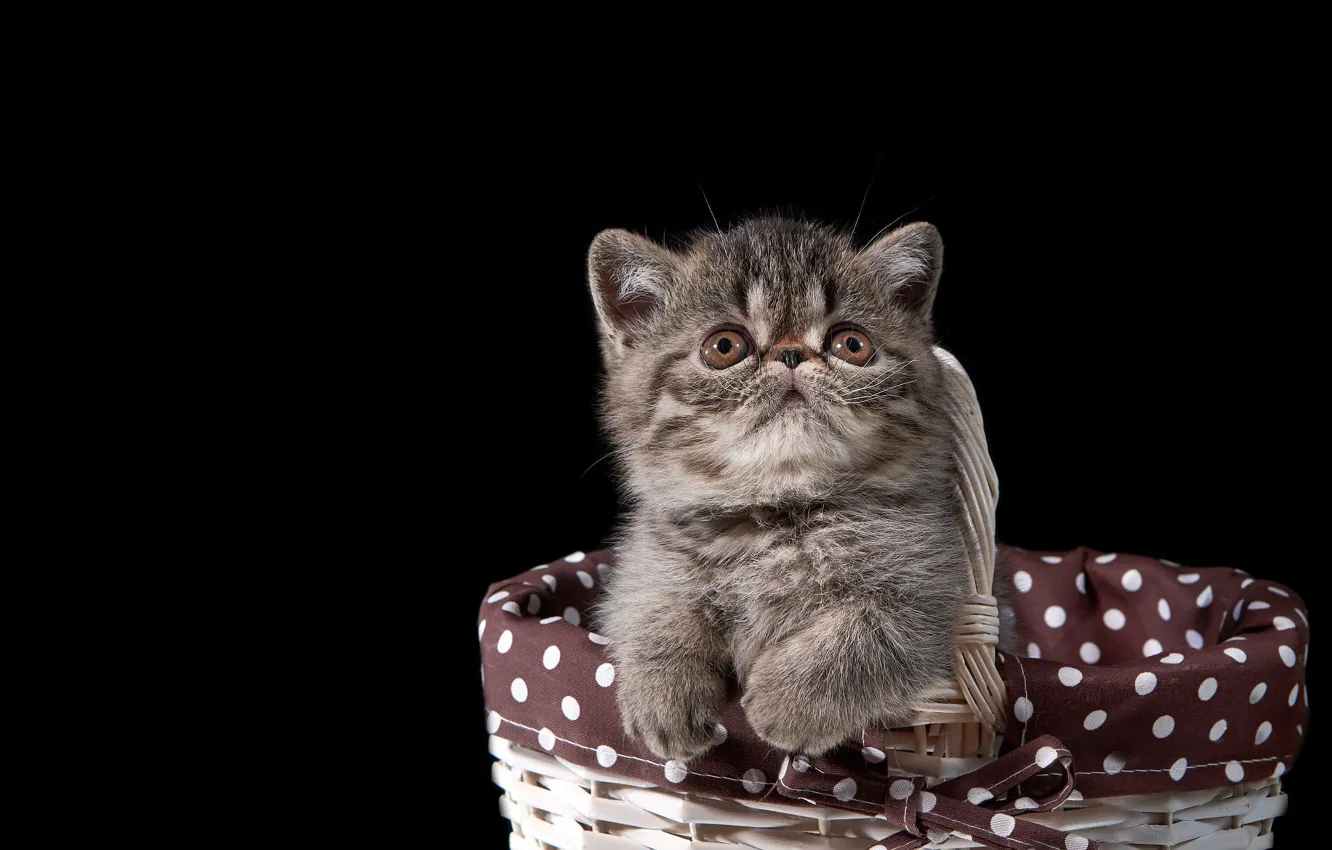 Photo wallpaper cat, look, grey, legs, baby, fabric, black background, kitty