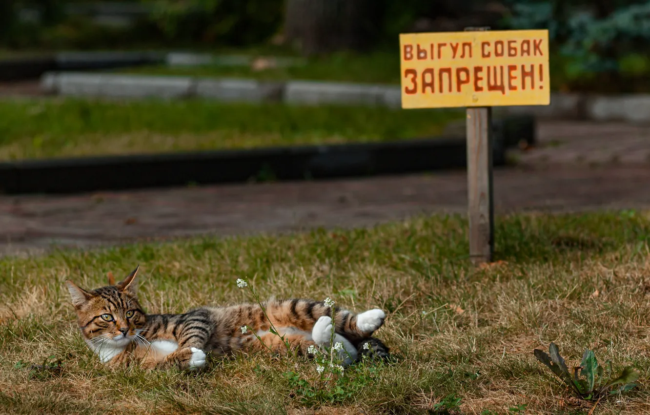 Photo wallpaper cat, cat, plate