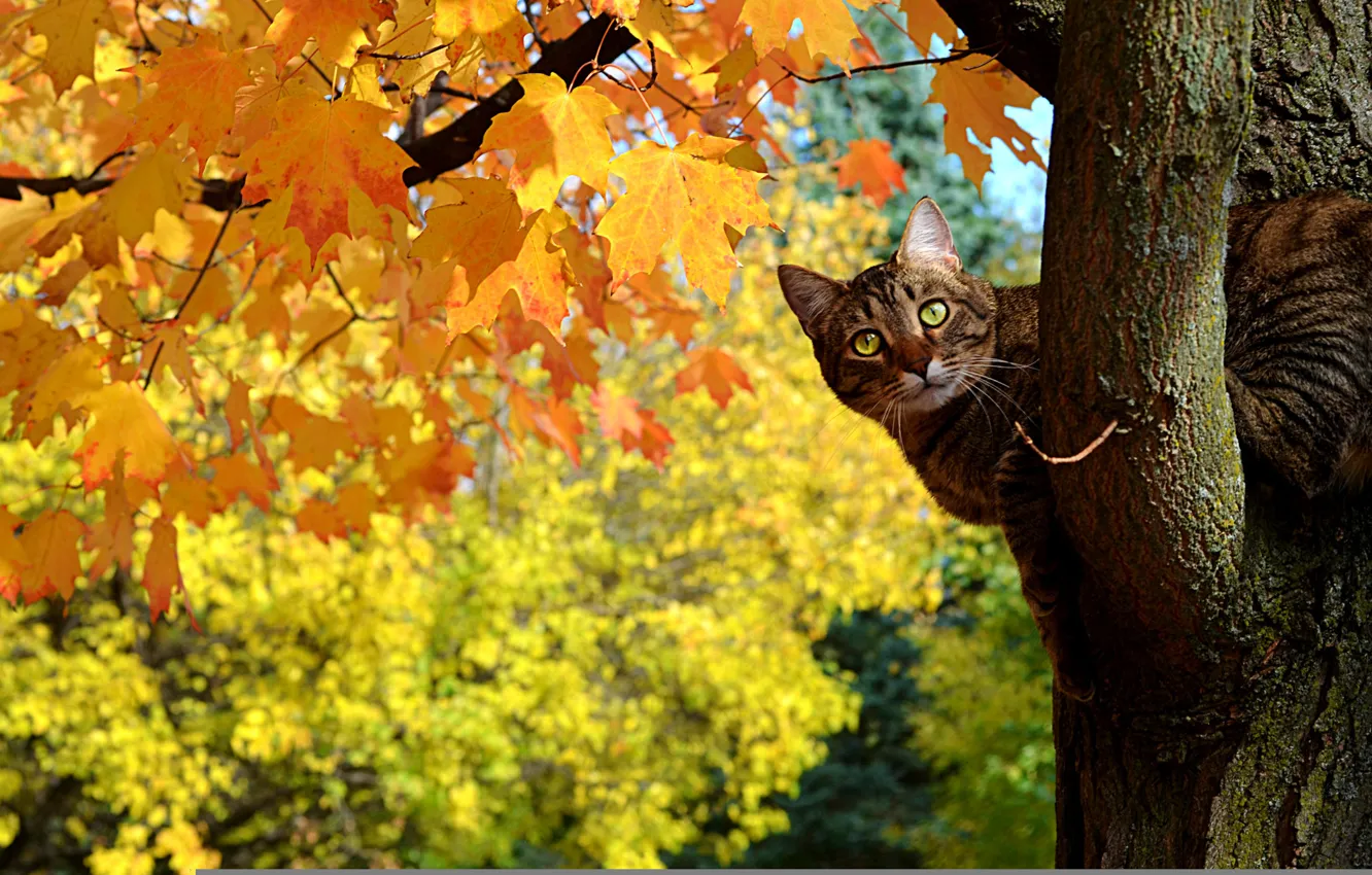 Photo wallpaper autumn, cat, leaves, tree, maple, Kote, Peeps, yellow