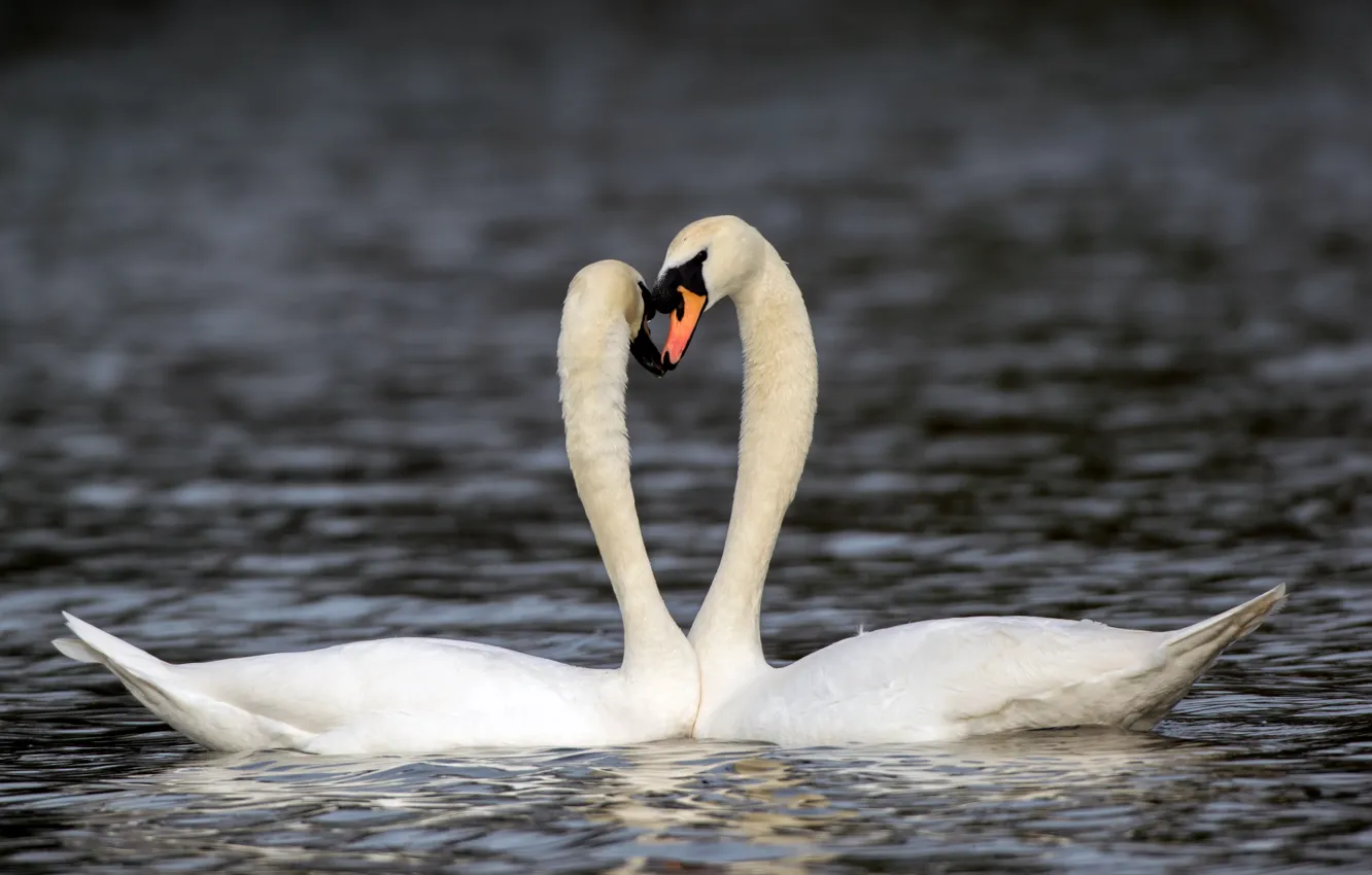 Photo wallpaper water, pair, swans