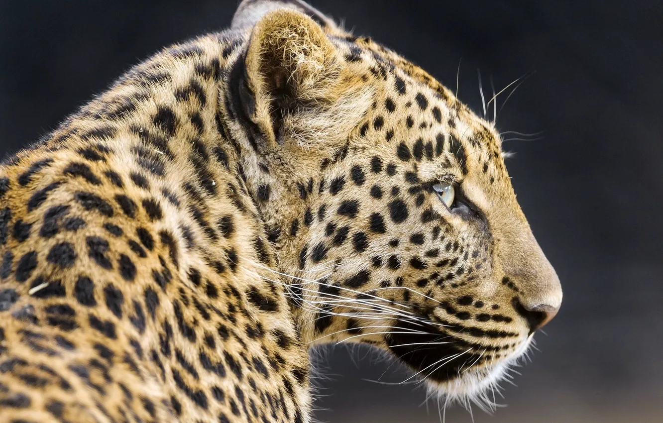 Photo wallpaper face, predator, leopard, profile, wild cat