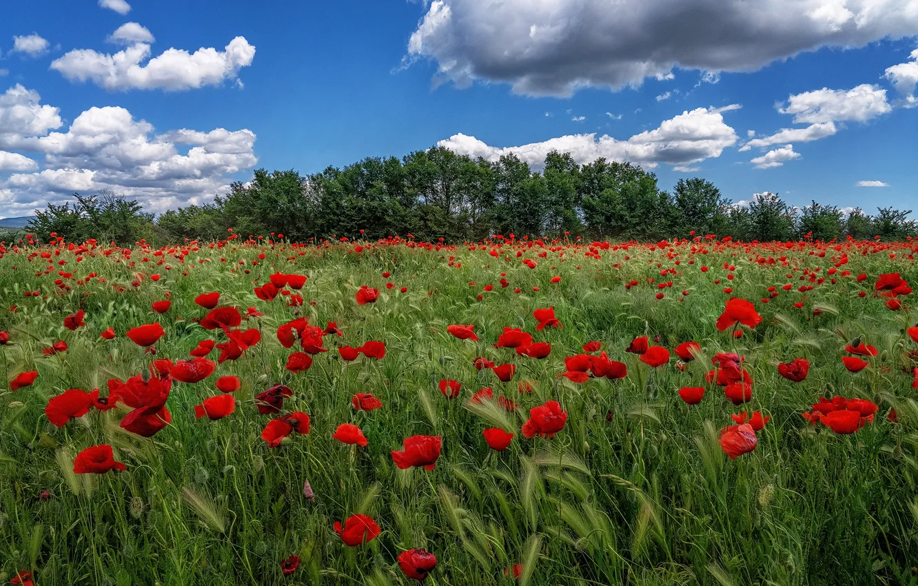 Photo wallpaper summer, the sky, clouds, trees, flowers, red, blue, rye