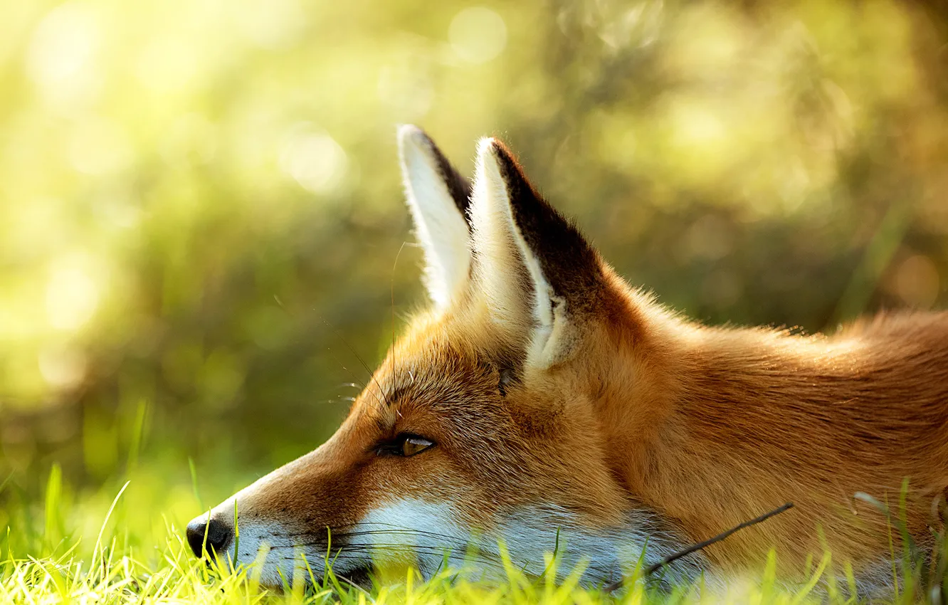 Photo wallpaper grass, face, Fox, Fox