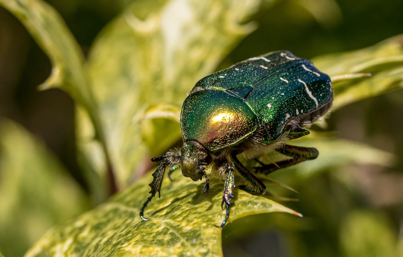 Photo wallpaper leaves, macro, light, green, beetle, insect, shiny, bokeh