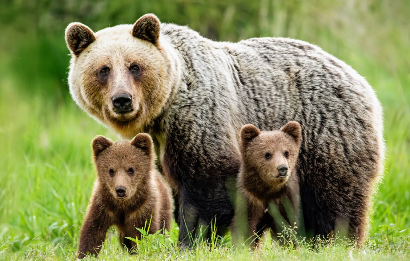 Photo wallpaper bears, bear, mother