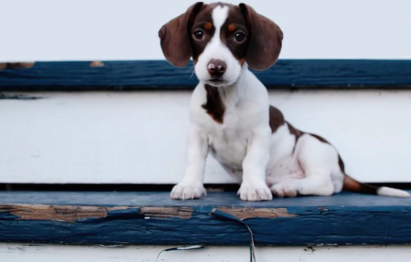 Photo wallpaper baby, puppy, puppy, baby, Beagle, hunting breed dogs, woof-woof, woof-woof