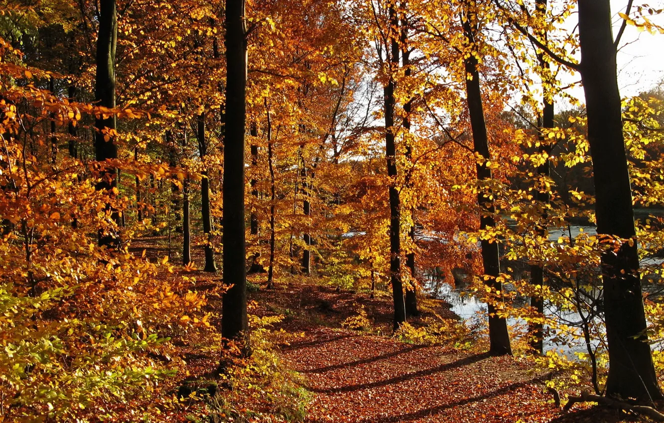 Photo wallpaper autumn, leaves, trees, nature, photo, trail