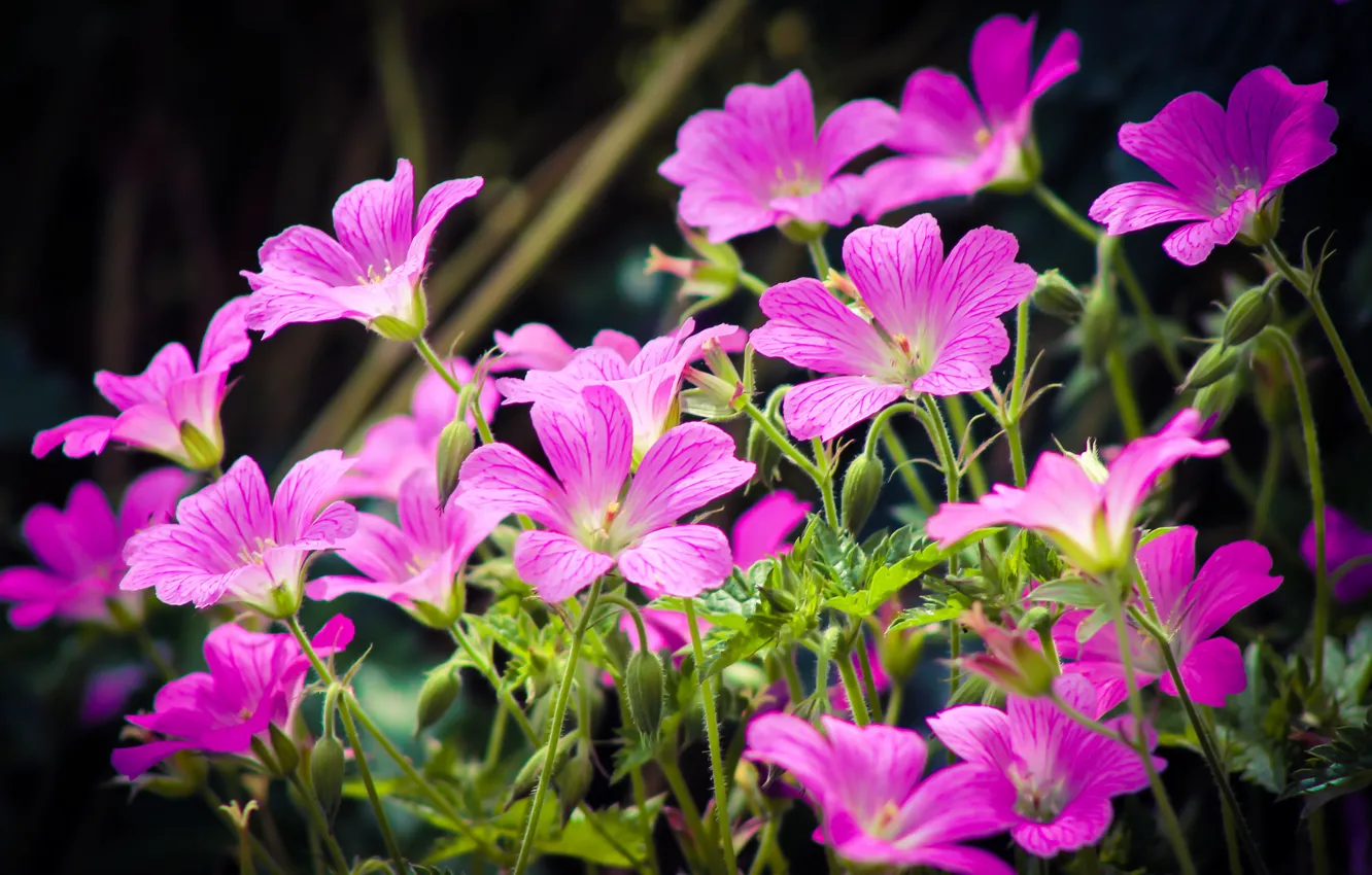 Photo wallpaper Spring, Spring, Pink flowers, Pink flowers