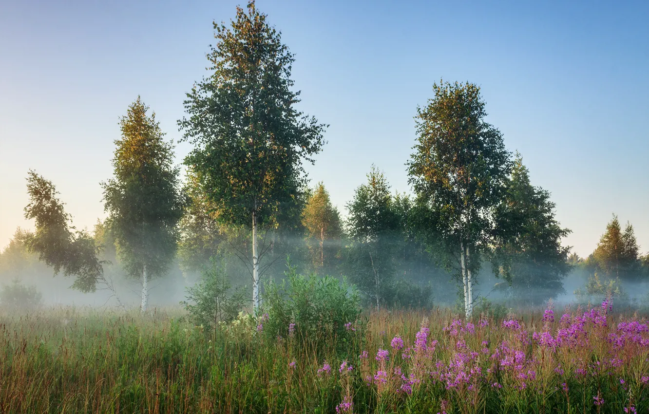 Photo wallpaper summer, trees, landscape, nature, fog, morning, grass, birch