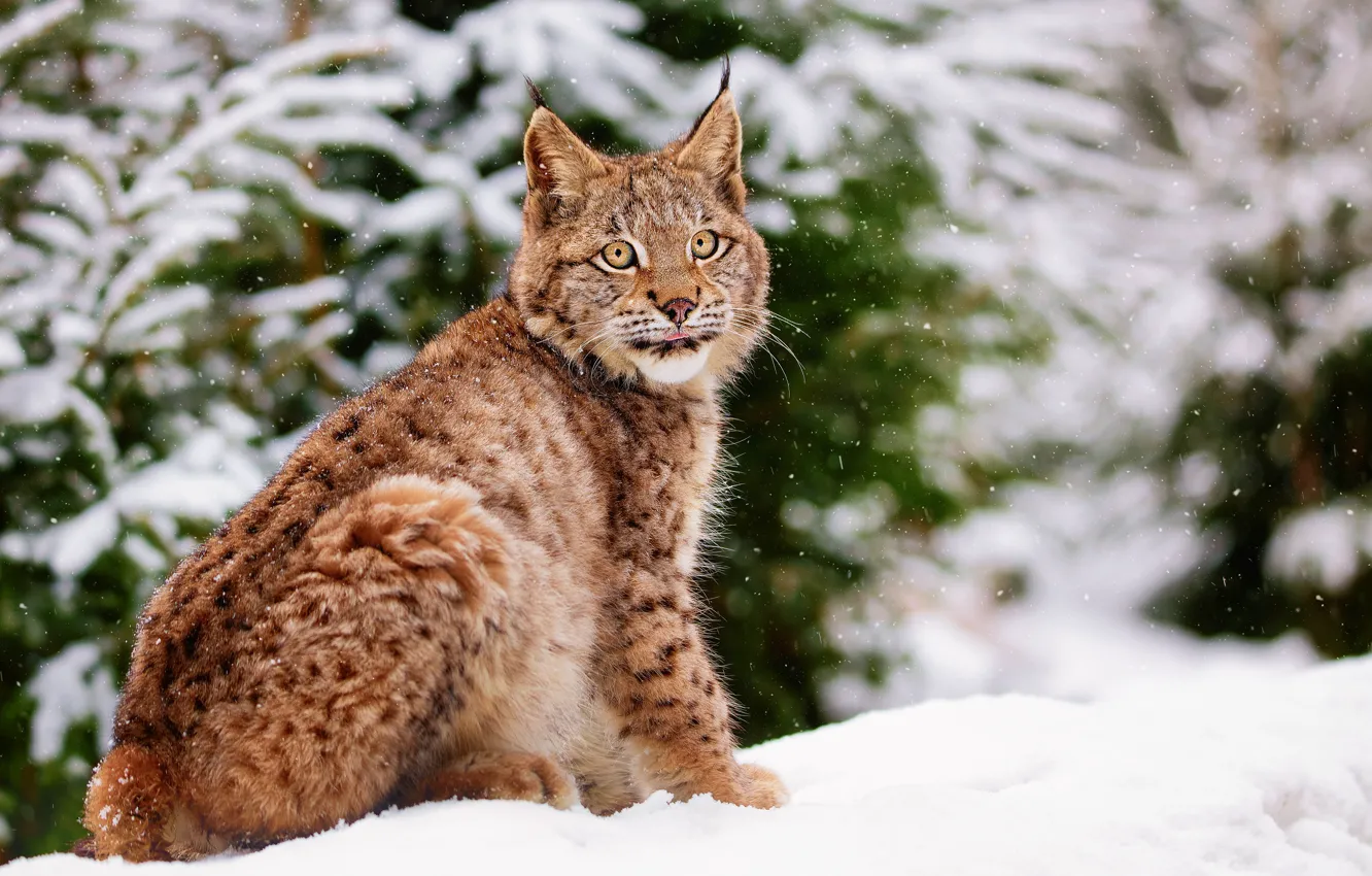 Photo wallpaper winter, snow, nature, animal, predator, lynx