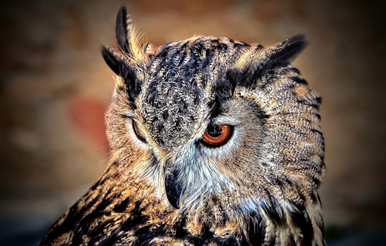 Photo wallpaper bird, feathers, owl