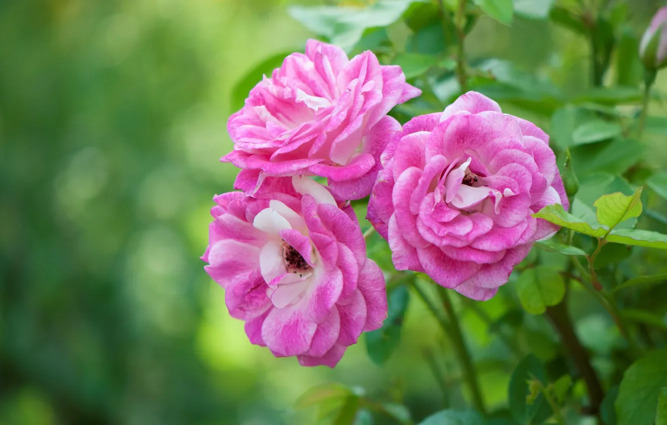 Photo wallpaper roses, pink, the bushes