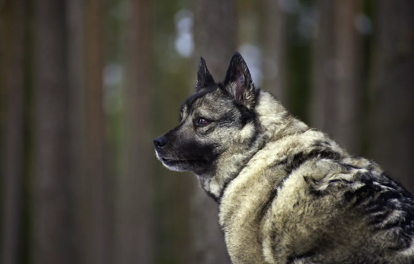 Photo wallpaper look, each, dog