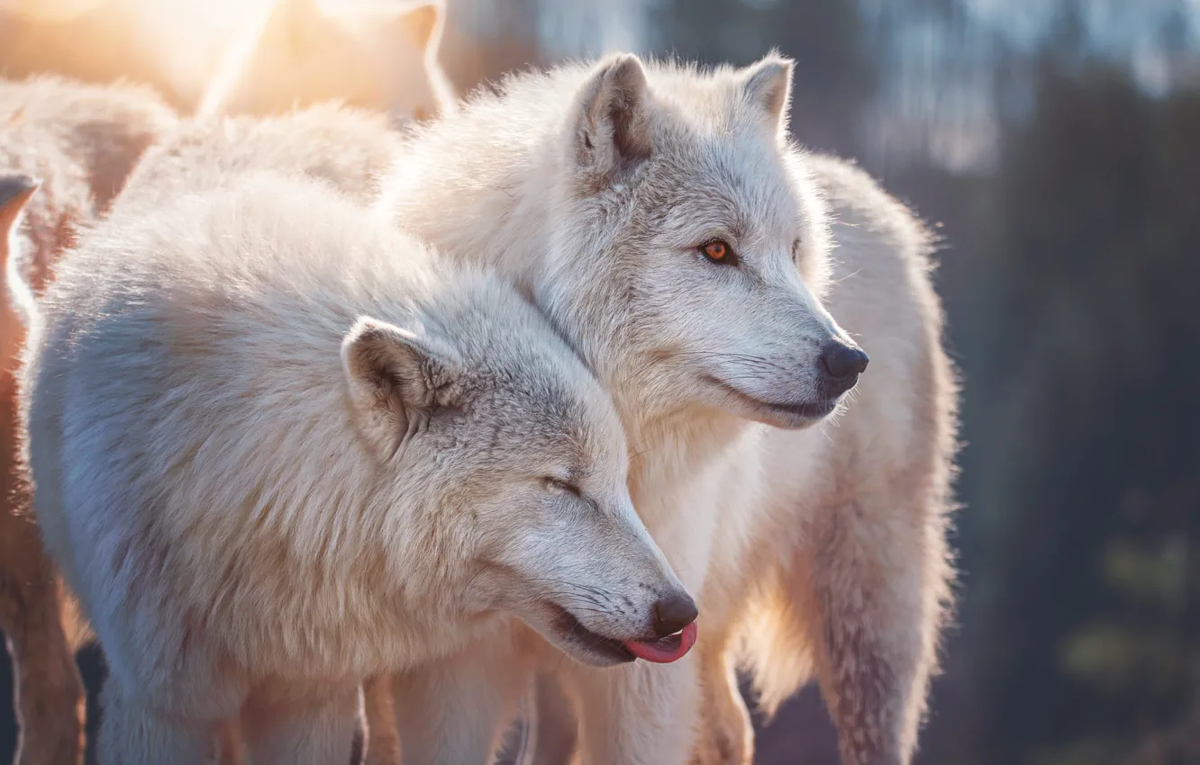 Photo wallpaper portrait, pair, wolves, white, Duo, two, muzzle, polar