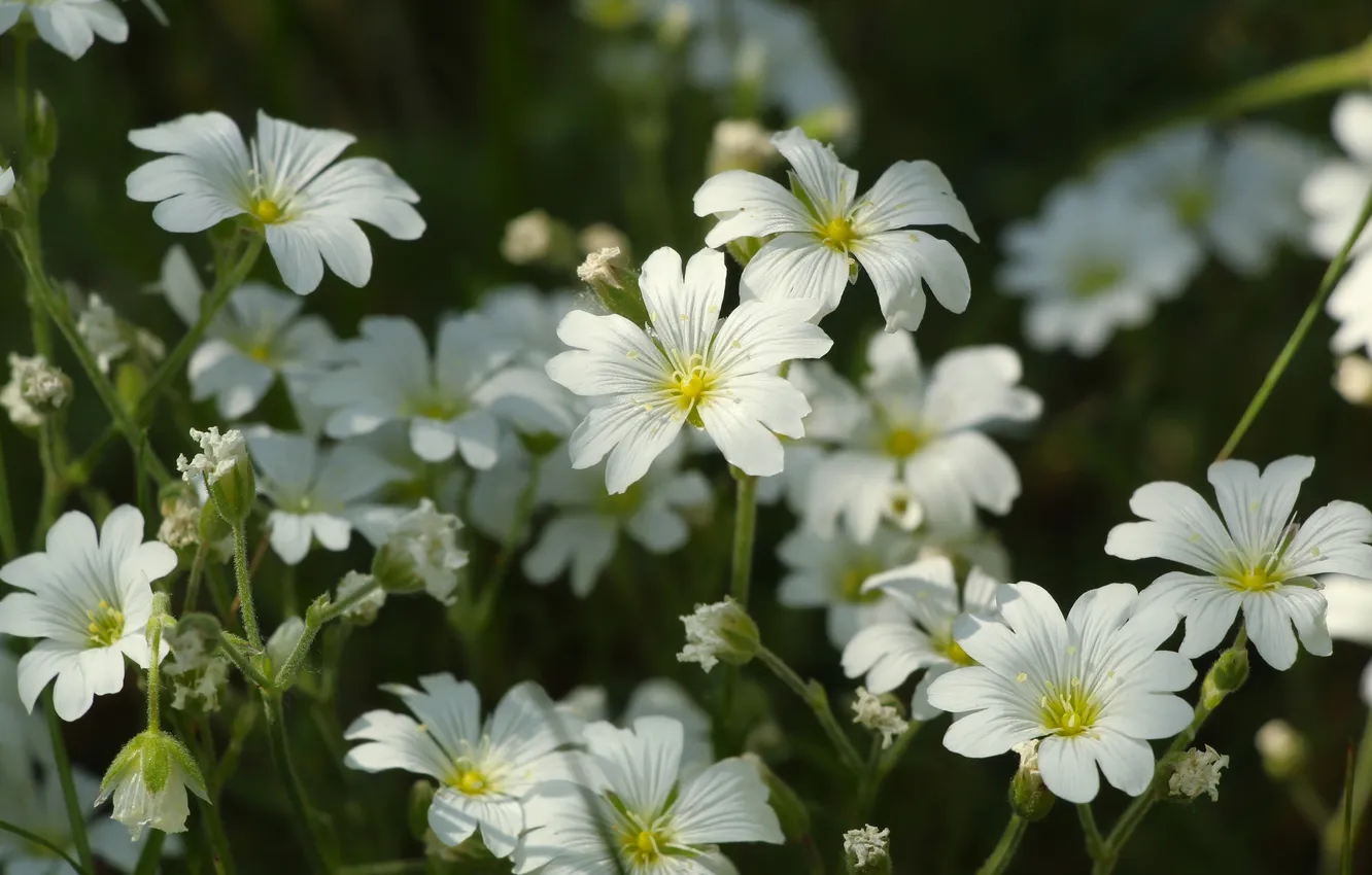 Photo wallpaper white, flower, blooming