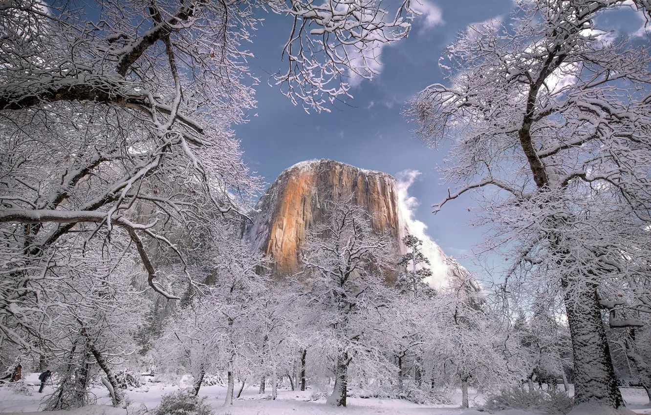 Photo wallpaper winter, trees, rocks