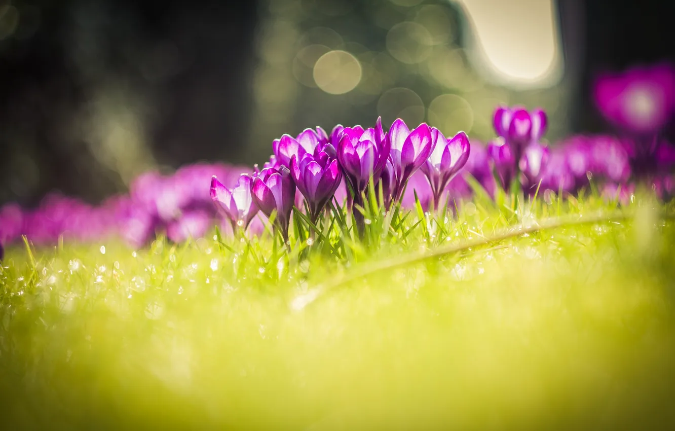 Photo wallpaper flowers, nature, meadow, crocuses, weed