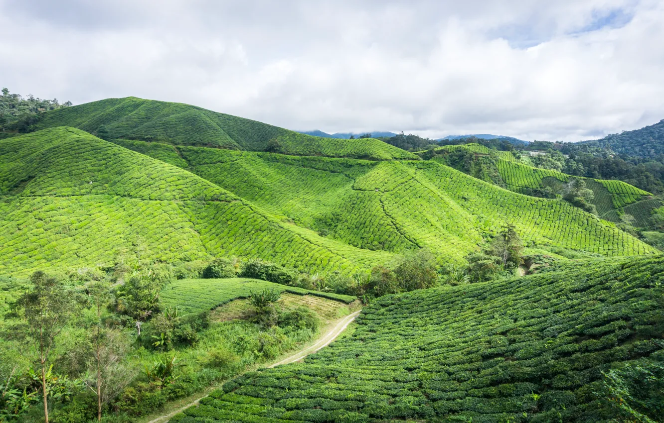 Photo wallpaper green, nature, hill, highland, malaysia, estate, cameron, cameron highland