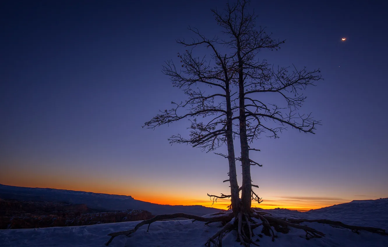 Photo wallpaper trees, glow, Utah, USA, Bryce Canyon, Bryce Canyon National Park