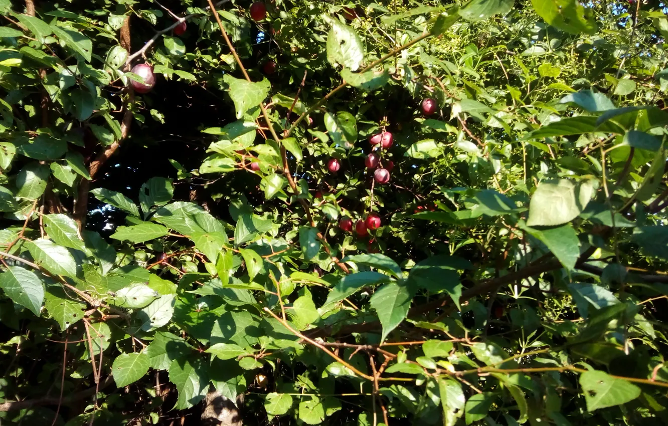 Photo wallpaper garden, August, Cherry plum