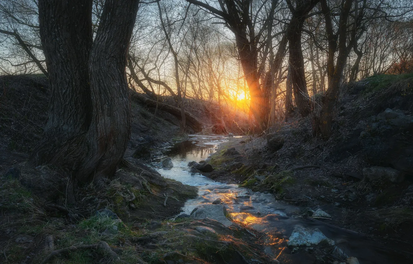 Photo wallpaper landscape, nature, spring, Moscow oblast, Dmitry Martynenko, Dawn by the stream