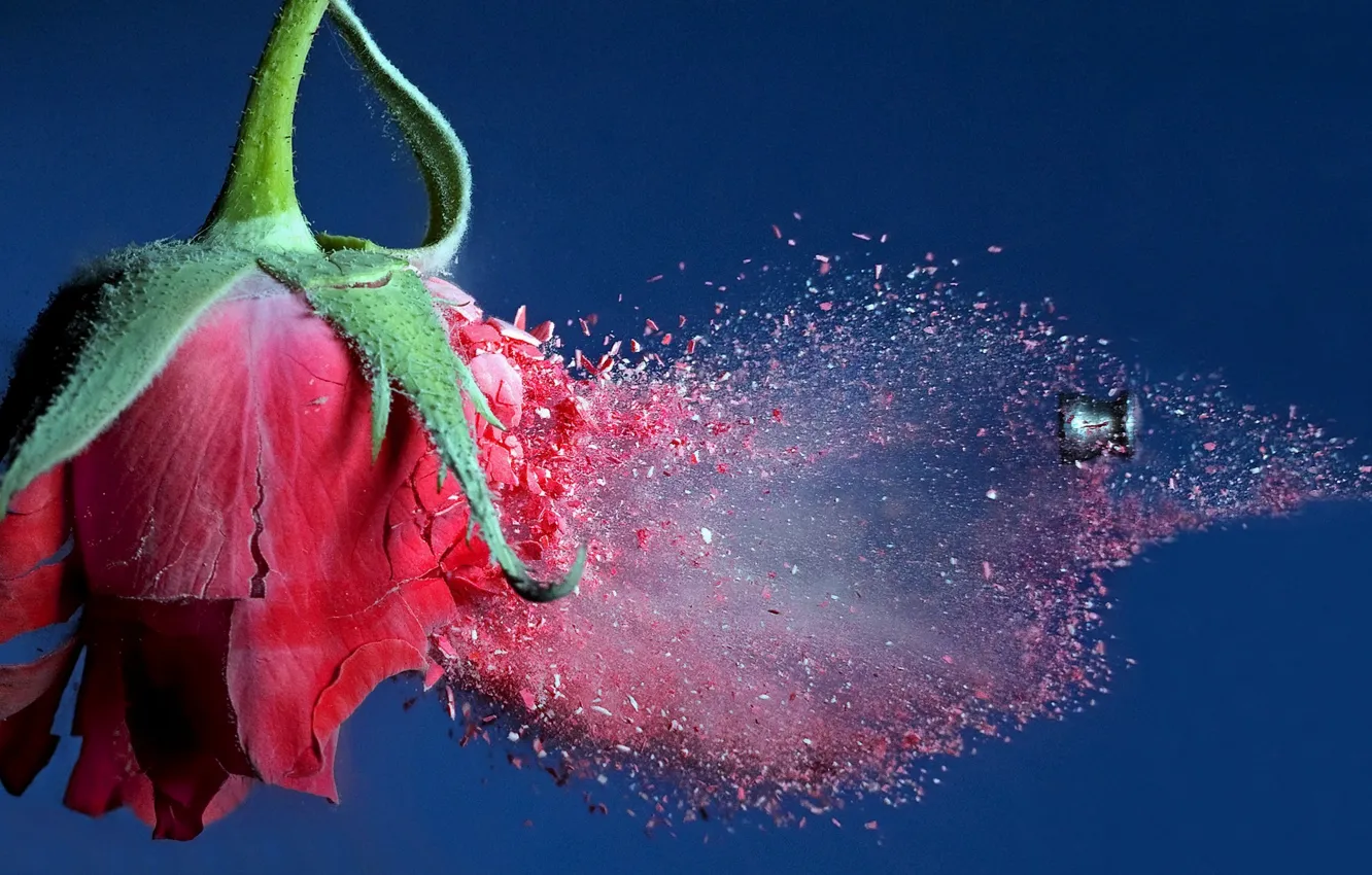 Photo wallpaper flight, red, fragments, background, roses, bullets, contact