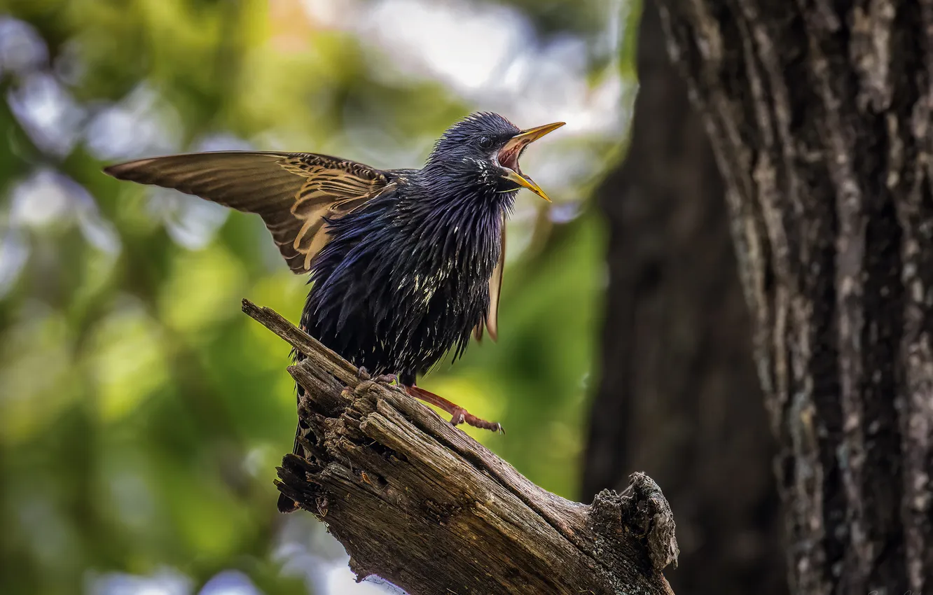 Photo wallpaper bird, on the tree, bokeh, Common Starling, About emotions, Sergey Glebov
