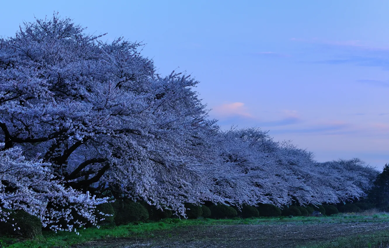 Photo wallpaper Japan, the evening, Sakura, japan, evening, sakura, cherry blossoms, Park in the Prefecture Kitakami